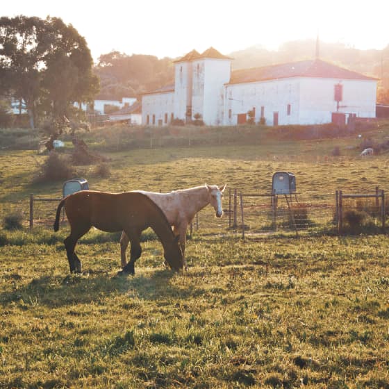 Évora: Where the ancient past meets the Alentejo sun