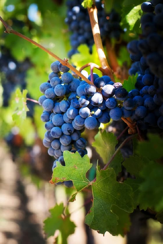 Arrábida: Nature, wine tasting, and coastal views in a private tour