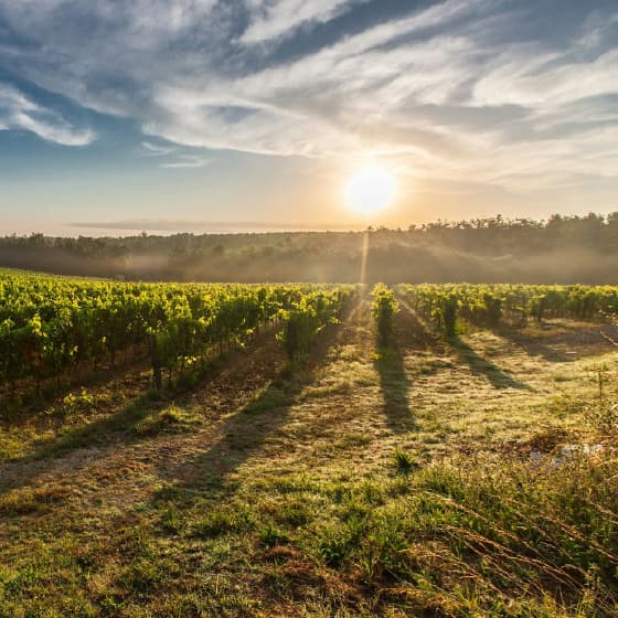 Arrábida: Nature, wine tasting, and coastal views in a private tour