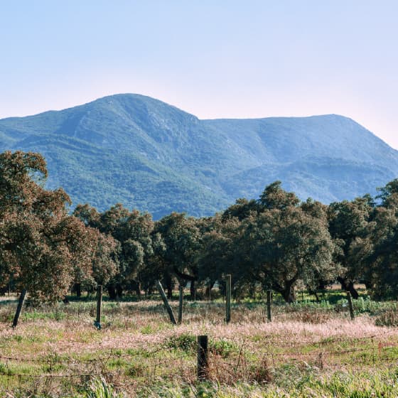 Arrábida: Nature, wine tasting, and coastal views in a private tour